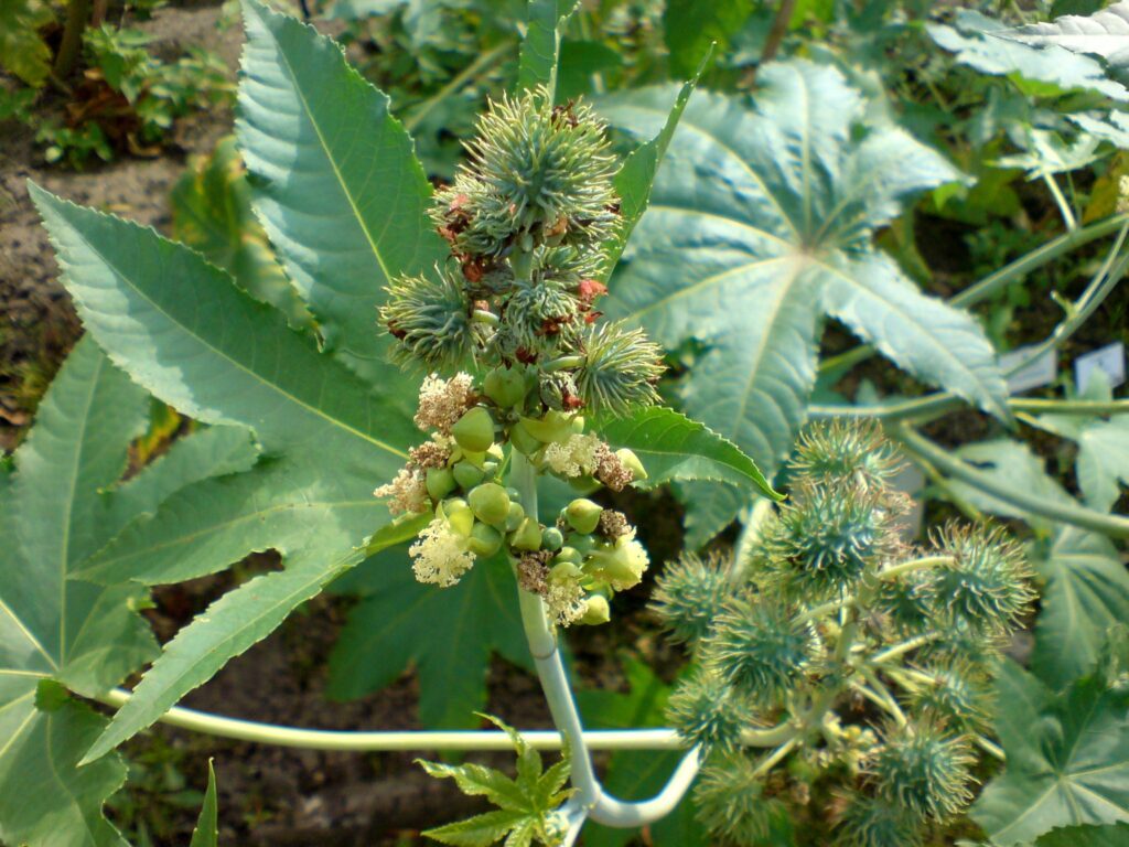 01776 Ricinus communis Wunderbaum