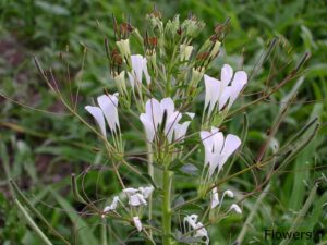 Ajagandha (Cleome gynandra)