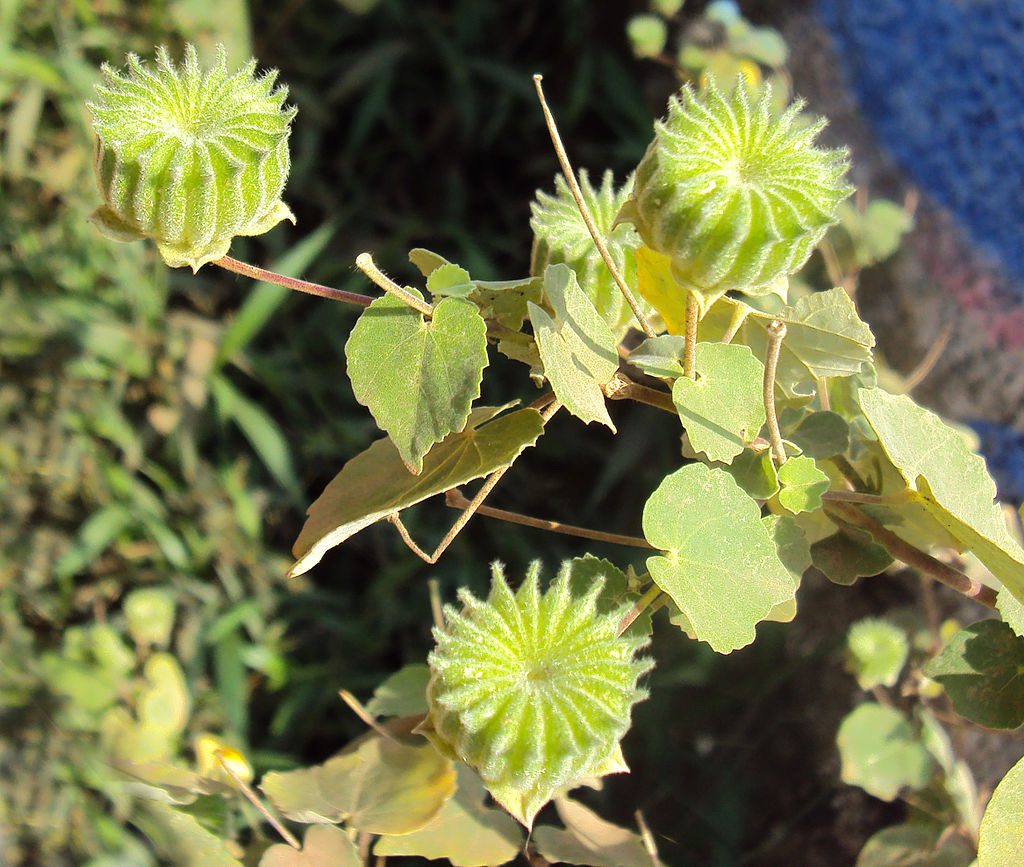 1024px ABUTILON INDICUM