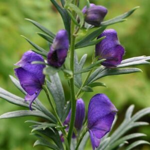 Ativiša (Aconitum heterophyllum)