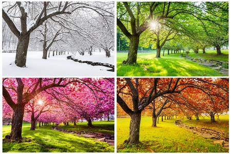 94136274 four seasons with japanese cherry trees in hurd park dover new jersey