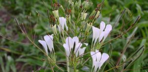 Ajagandaga Cleome gynandra