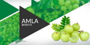 Amla Benefits Banner