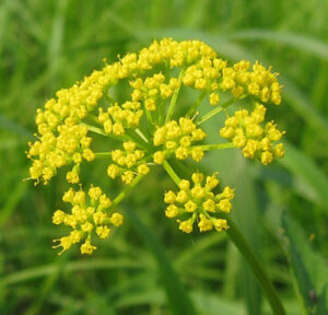 Hingu (Ferula foetida)