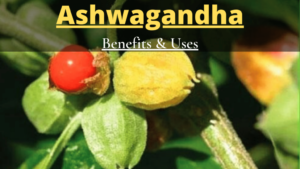 Ayurvedic Herb Ashwagandha Benefits Uses 1024x576