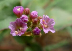 Boerhavia diffusa 01 1