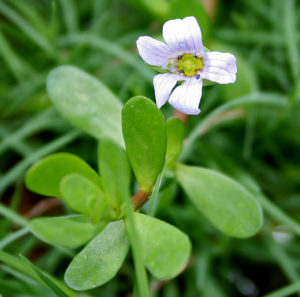 Brahmi Bacopa