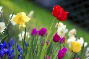 Colorful spring garden