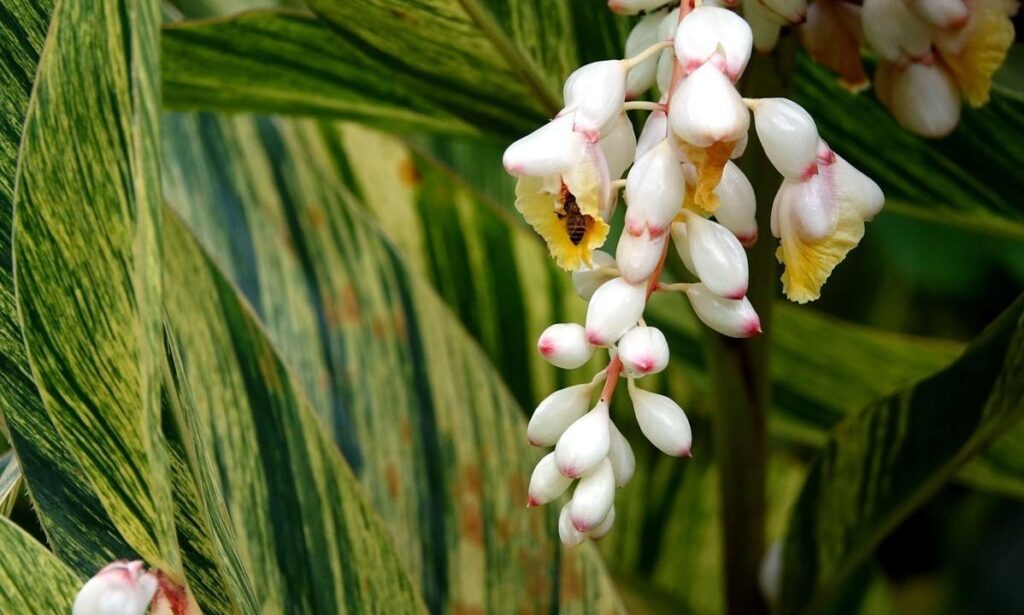 Elettaria cardamomum seed