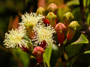 Flower Clove Tree