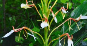 Hedychium spicatum Ginger Lily Sandharlika kachuralu Kapur kachri Spiked