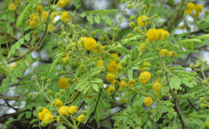 Medicinal Use of Babul Plant Acacia Nilotica syn a Arabica Fabaceae