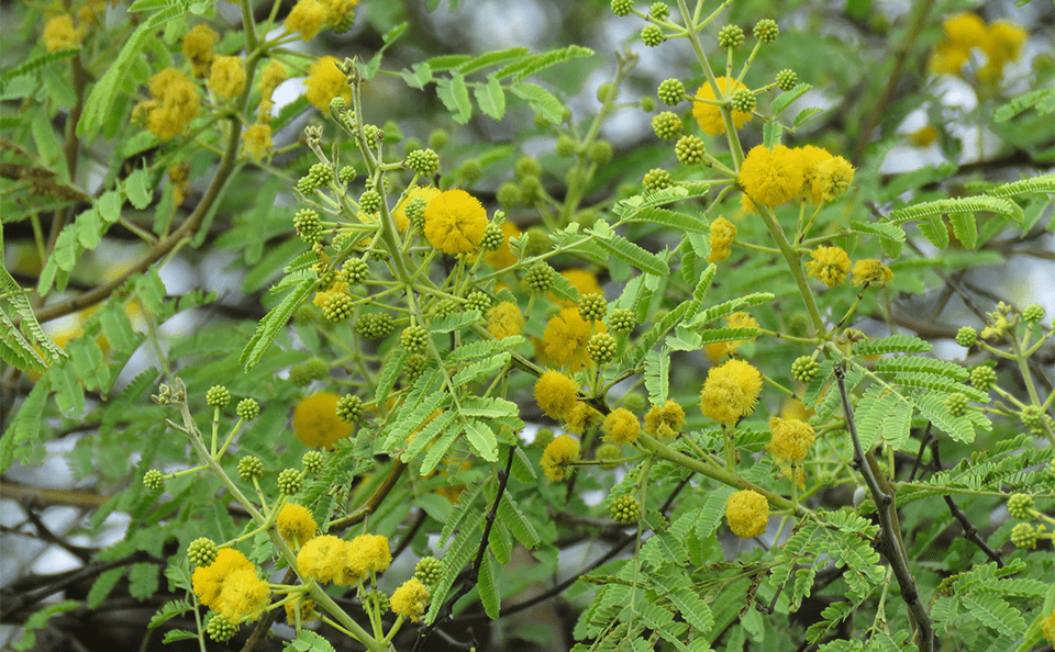 Medicinal Use of Babul Plant Acacia Nilotica syn a Arabica Fabaceae