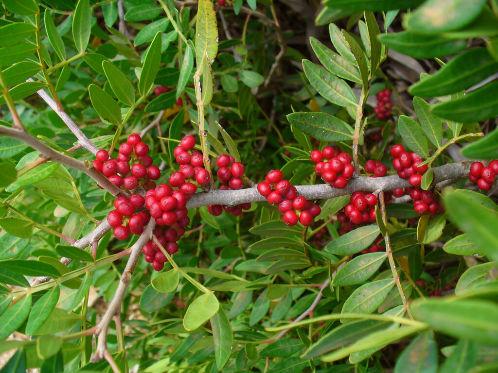 Pistacia lentiscus 002