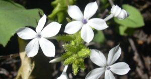 Plumbago zeylanica chitramulam chitraka Kodiveli