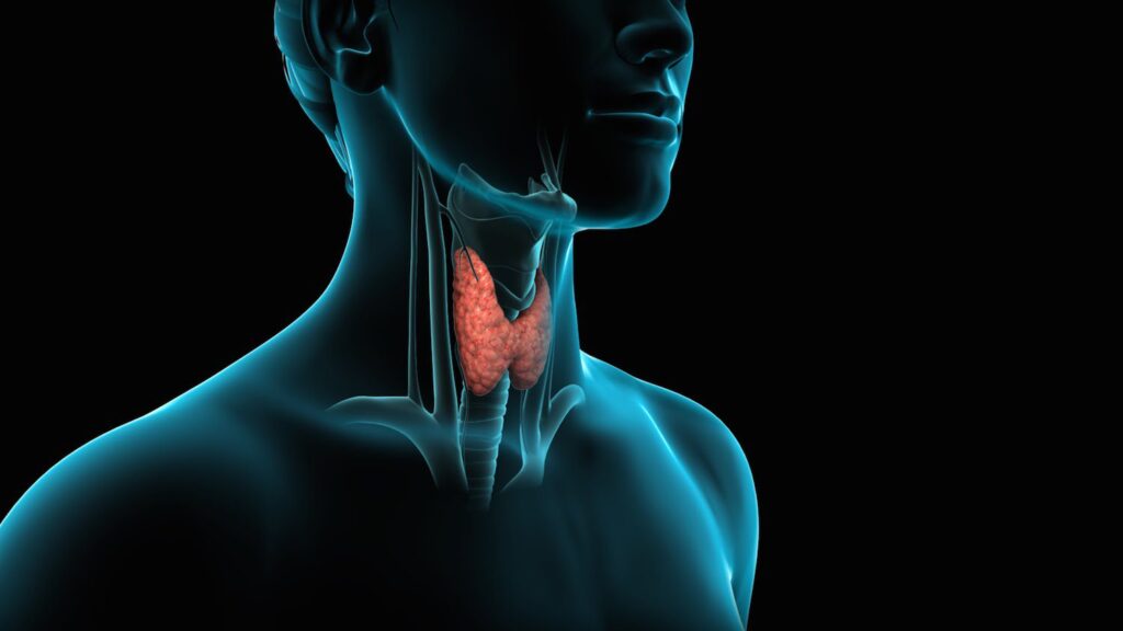 Thyroid