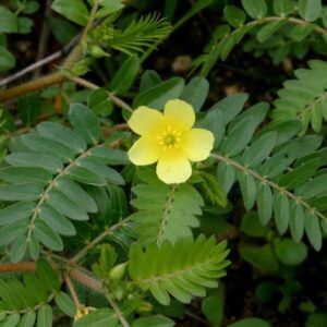 Goksura (Tribulus terrestris)