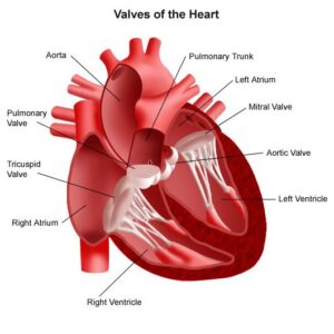 Valves of the Heart