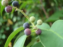 Vidanga Health Benefits and Uses