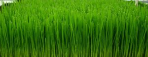 Wheatgrass