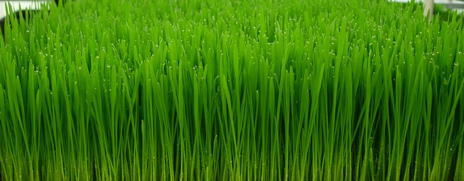 Wheatgrass