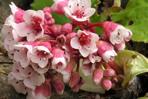 bergenia ligulata pashanbheda 500x500 1