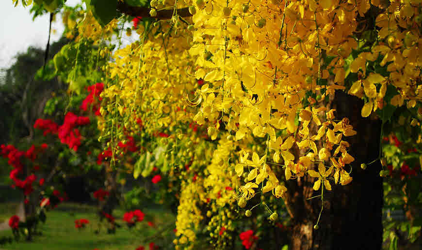 cassia fistula