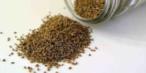 celery seed