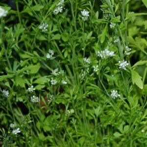 Candrasura (Lepidium sativum)