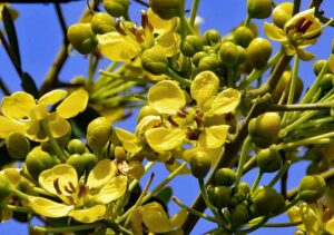 senna siamea flower