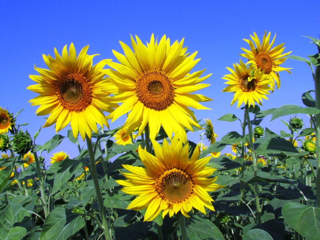 sunflowers sunflower yellow petal 59990