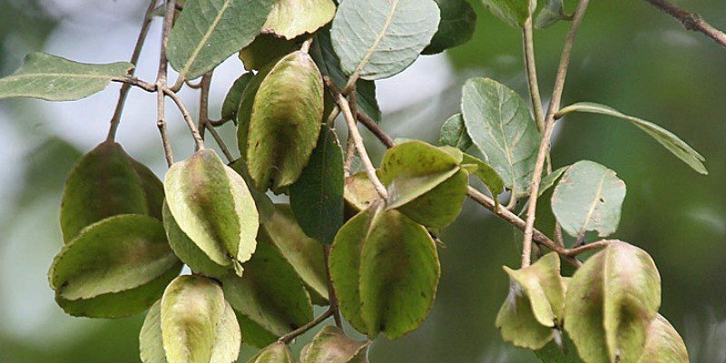 terminalia arjuna tree