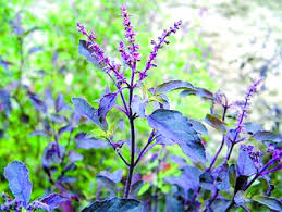 tulsi health benefits and uses