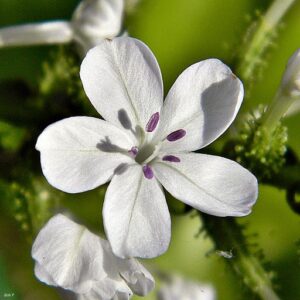 Citraka (Plumbago zeylanica)