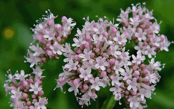 valeriana 1